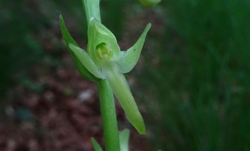 Platanthera bifolia o P. chlorantha ?.....bifolia !